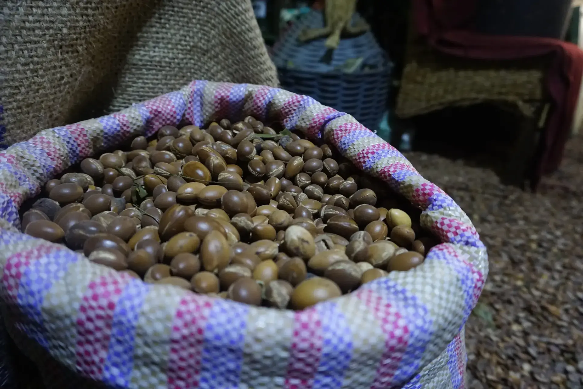 Essaouira Argan Oil Workshop + Argan Forest Excursion - Gallery