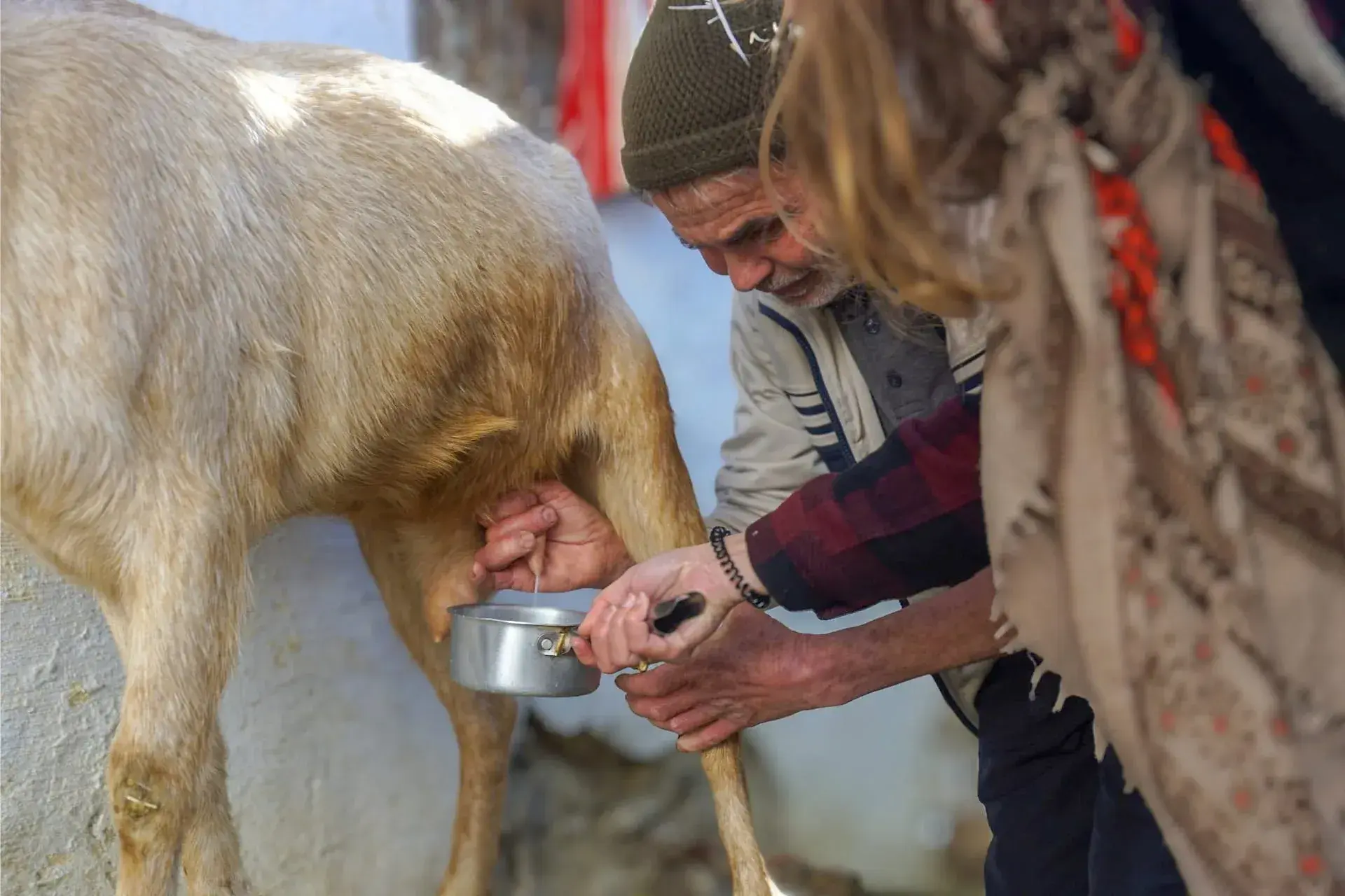 Rif Mountains Hike & Cheese Making Workshop from Chefchaouen - Gallery